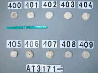 藏品(芋螺貝)的圖片